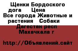 Щенки Бордоского дога.  › Цена ­ 30 000 - Все города Животные и растения » Собаки   . Дагестан респ.,Махачкала г.